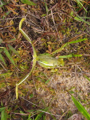 Boana prasina