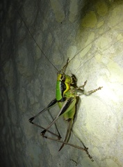 Eupholidoptera chabrieri