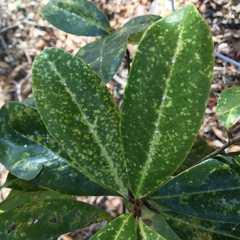 Pseudaulacaspis cockerelli