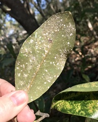 Pseudaulacaspis cockerelli