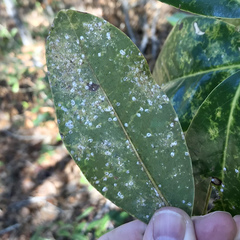 Pseudaulacaspis cockerelli