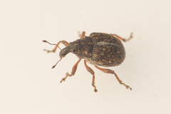 Rhinoncus inconspectus