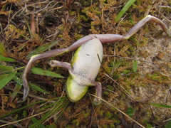 Boana prasina