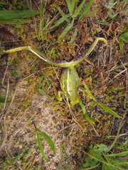 Boana prasina
