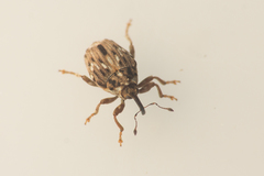 Microplontus rugulosus