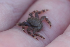 Hapalogaster mertensii