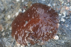 Kaburakia excelsa