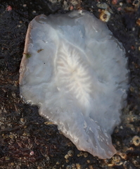 Kaburakia excelsa