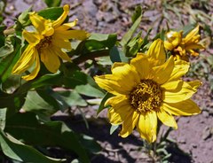 Wyethia amplexicaulis