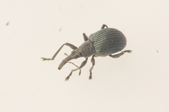 Cyanapion spencii