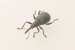 Cyanapion spencii