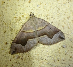 Scotopteryx moeniata