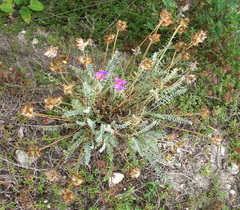 Astragalus incertus