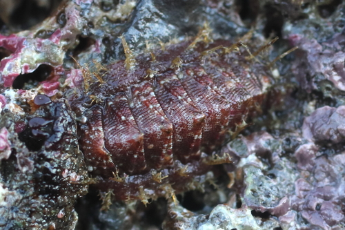 Dwarf Hairy Mopalia