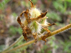 Astragalus incertus