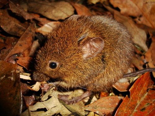 Serra do Mar Grass Mouse (Castoria angustidens) — Data Deficient Mammalia