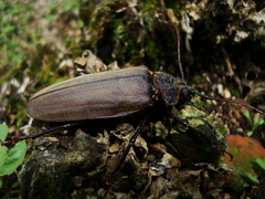 Mecosarthron buphagus