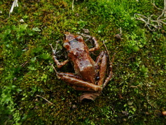 Ischnocnema henselii