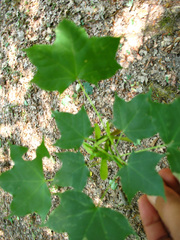 Acer laetum