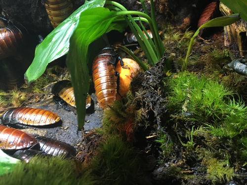 Madagascar Hissing Cockroach