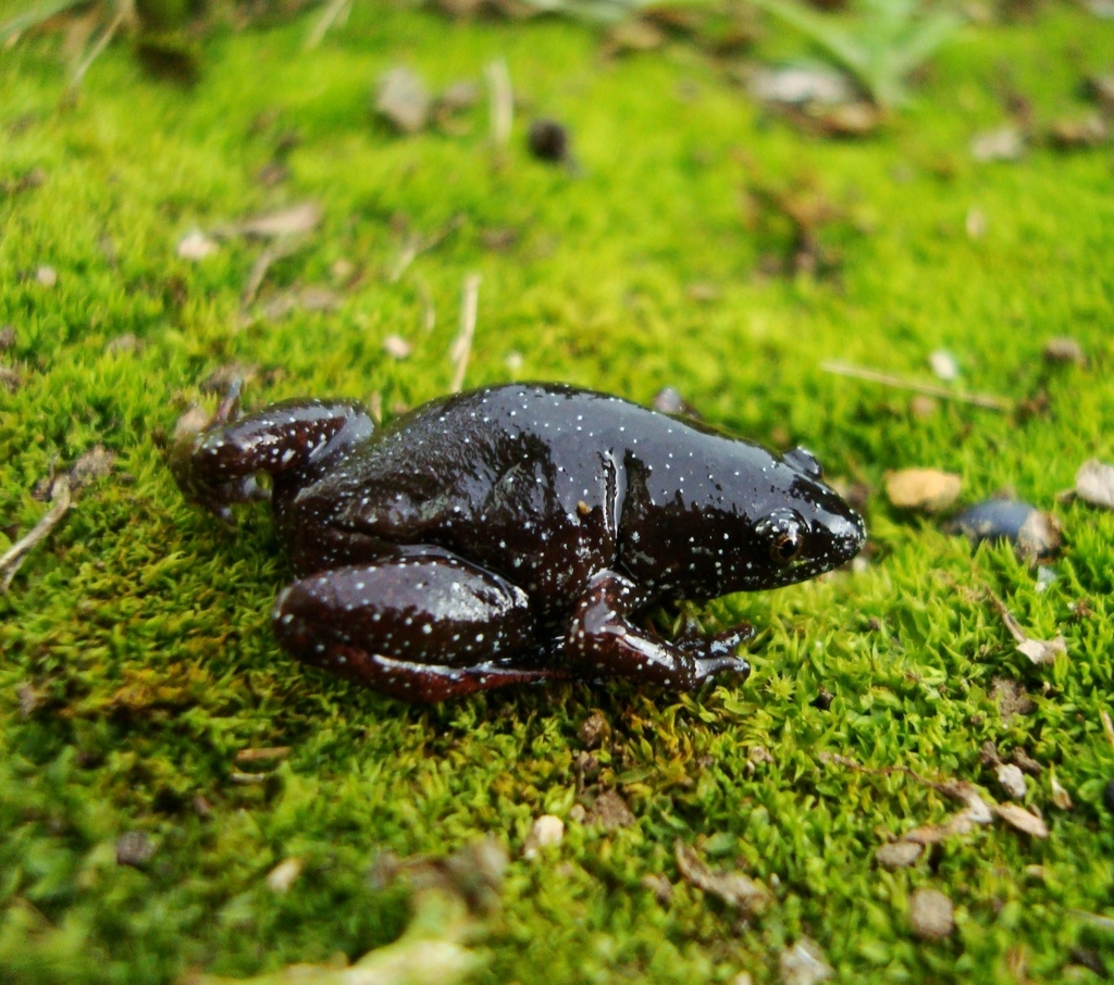 Santa Catarina Humming Frog