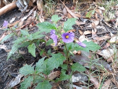 Solanum cinereum