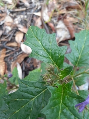 Solanum cinereum