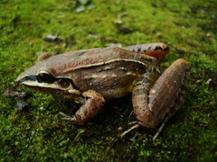 Leptodactylus notoaktites