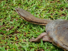 Hydromedusa tectifera