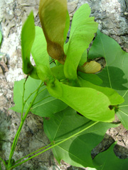 Acer laetum
