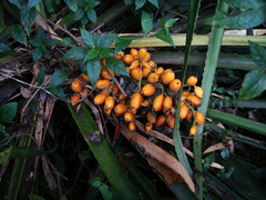 Bromelia antiacantha