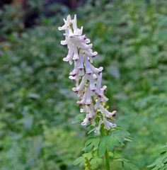 Corydalis caseana
