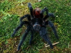 Grammostola actaeon