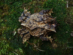 Proceratophrys subguttata