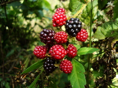 Rubus sellowii