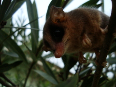 Gracilinanus microtarsus