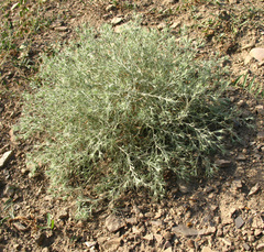 Ceratocarpus arenarius