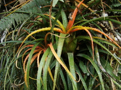 Aechmea recurvata