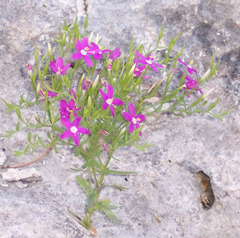 Zeltnera beyrichii
