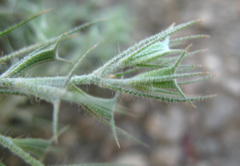 Ceratocarpus arenarius