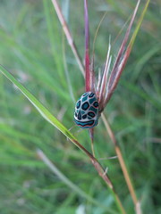 Sphaerocoris annulus