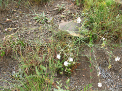 Dianthus cretaceus