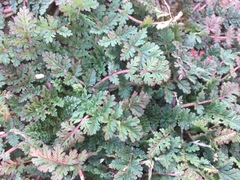 Erodium cicutarium