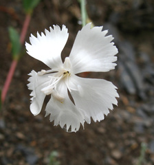 Dianthus cretaceus