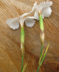 Dianthus cretaceus