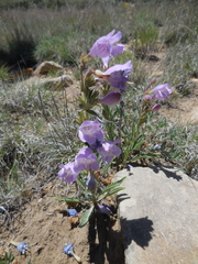 Penstemon jamesii