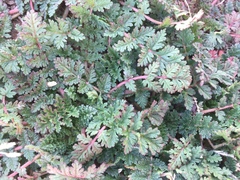 Erodium cicutarium