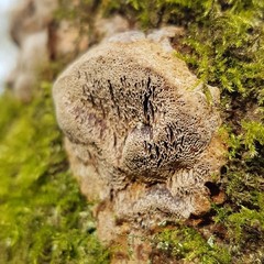 Dichomitus campestris