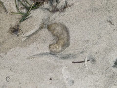 Paracaudina australis