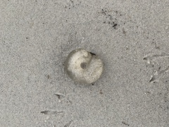 Paracaudina australis